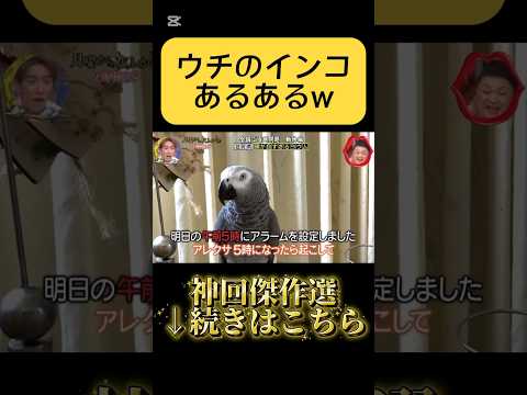 #インコ これ本当にあるの？w #雑学 #月曜から夜ふかし #神回 #ペット #ネタ #爆笑 #あるある #小ネタ #インタビュー #tiktok #shorts