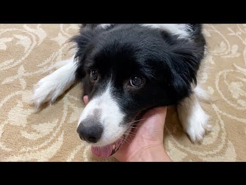 アゴ乗せの特技のはずがヤキモチ犬が阻止？【ボーダーコリー】