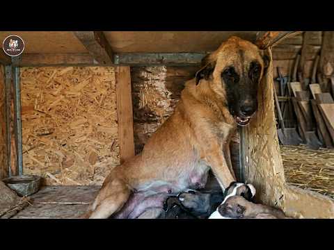 Too old for breeding, she cried the moment her tired heart finally found a home