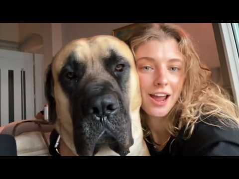 Nobody Could Get Near This 160lb Boerboel—Then a 4 Year Old Girl Sat Down Next to Him